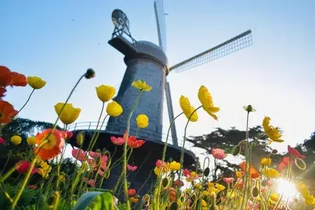 골든 게이트 공원(Golden Gate Park)의 유명한 풍차 아래에는 튤립이 피어 있습니다.